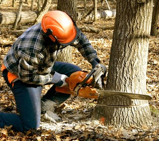 Tree Removal in North Concord, VT